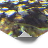 Meeresschildkröte Poster (Ecke)