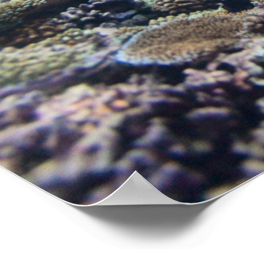 Meeresschildkröte Poster (Ecke)