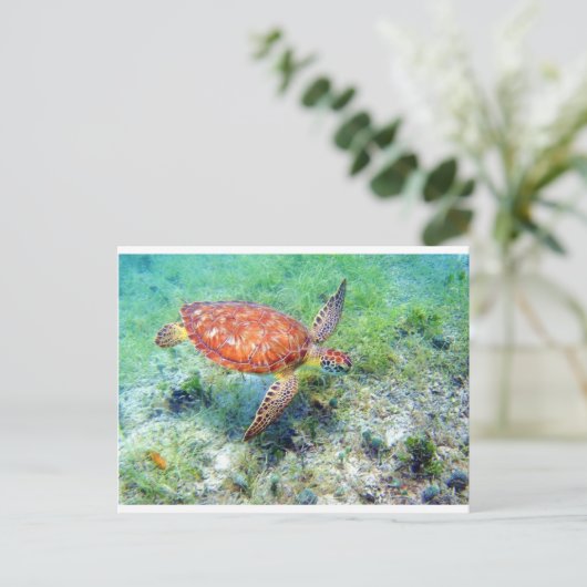 Meeresschildkröte Postkarte (Stehend Vorderseite)