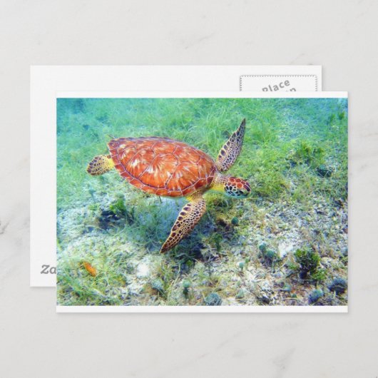 Meeresschildkröte Postkarte (Vorne/Hinten)