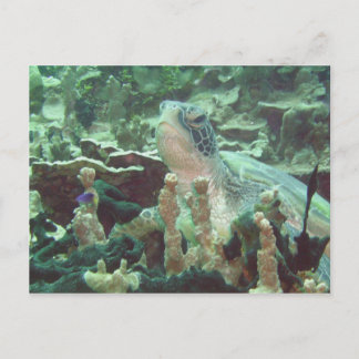 Meeresschildkröte Postkarte