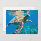 Meeresschildkröte Postkarte (Vorne/Hinten)