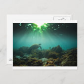 Meeresschildkröte Postkarte (Vorne/Hinten)