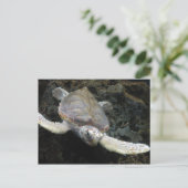 Meeresschildkröte Postkarte (Stehend Vorderseite)