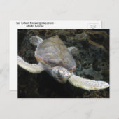 Meeresschildkröte Postkarte (Vorne/Hinten)