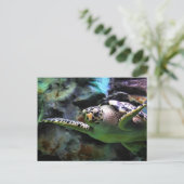 Meeresschildkröte Postkarte (Stehend Vorderseite)