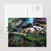 Meeresschildkröte Postkarte (Vorne/Hinten)