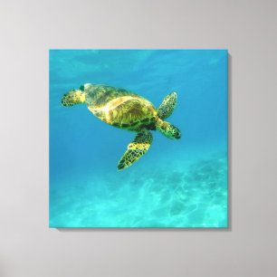 Meeresschildkröte schwimmen im türkisfarbenen Meer Leinwanddruck
