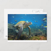 Meeresschildkröte schwimmen in der Lagune Galapago Postkarte (Vorne/Hinten)