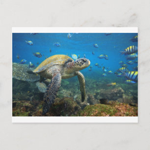 Meeresschildkröte schwimmen in der Lagune Galapago Postkarte