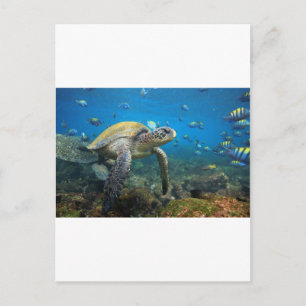 Meeresschildkröte schwimmt in der Lagune Galapagos Postkarte