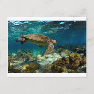 Meeresschildkröte unter Wasser Galapagos Inseln Postkarte