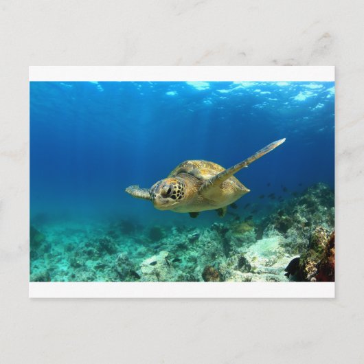 Meeresschildkröte unter Wasser Postkarte (Vorderseite)