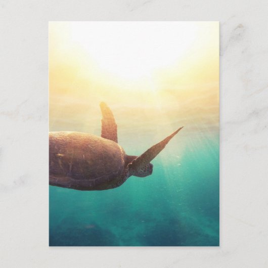 Meeresschildkröte - Unterwasserfotografie Postkarte (Vorderseite)