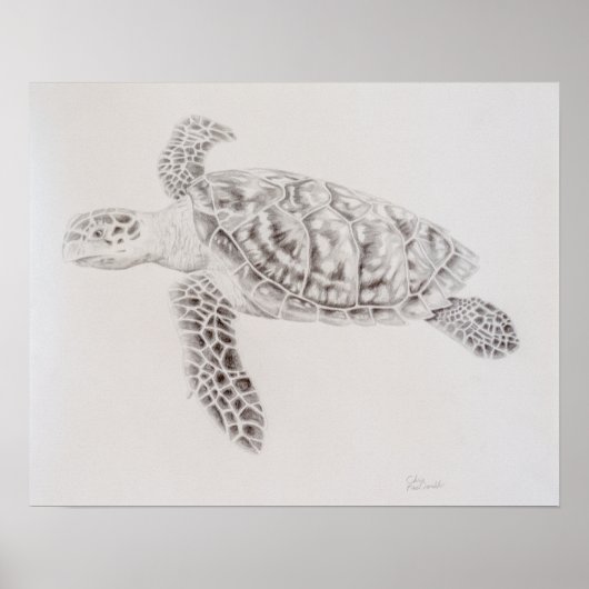 Meeresschildkröte Zeichnend Poster (Vorne)