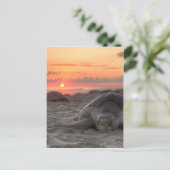 Meeresschildkröten bei Sunset Postkarte (Stehend Vorderseite)