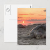 Meeresschildkröten bei Sunset Postkarte (Vorne/Hinten)