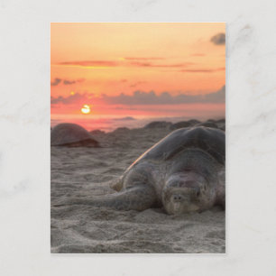 Meeresschildkröten bei Sunset Postkarte