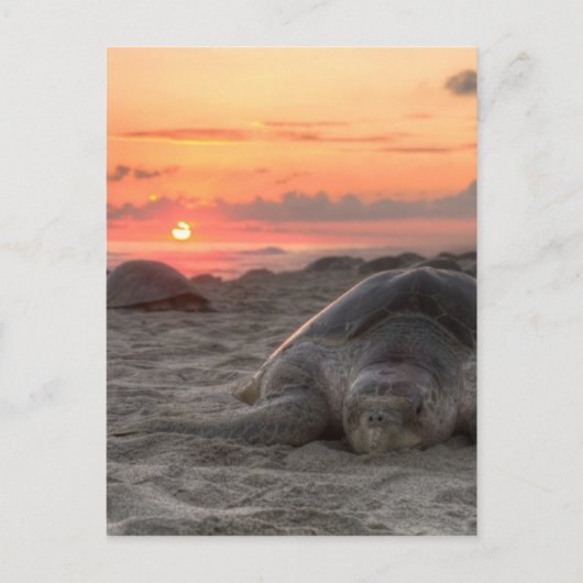 Meeresschildkröten bei Sunset Postkarte (Vorderseite)