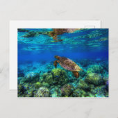 Meeresschildkröten Postkarte (Vorne/Hinten)