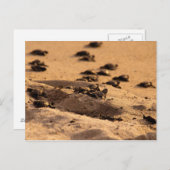 Meeresschildkröten Postkarte (Vorne/Hinten)