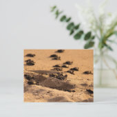 Meeresschildkröten Postkarte (Stehend Vorderseite)