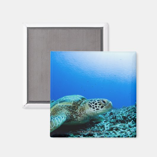 Meeresschildkröten ruhen unter Wasser Magnet (Vorderseite/Rückseite)