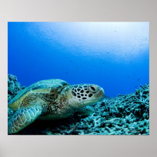 Meeresschildkröten ruhen unter Wasser Poster