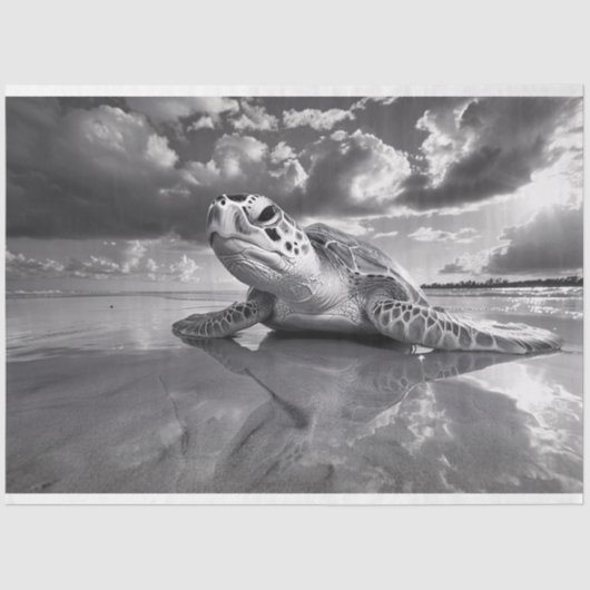 Meeresschildkröten-Schwarz-Weiß-Decoupage Seidenpapier (Vorderseite)