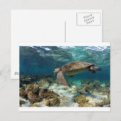 Meeresschildkröten schwimmen in der paradiesischen postkarte (Vorne/Hinten)