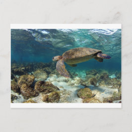 Meeresschildkröten schwimmen in der paradiesischen postkarte