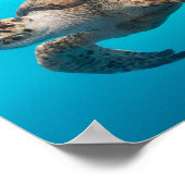 Meeresschildkröten schwimmen poster (Ecke)