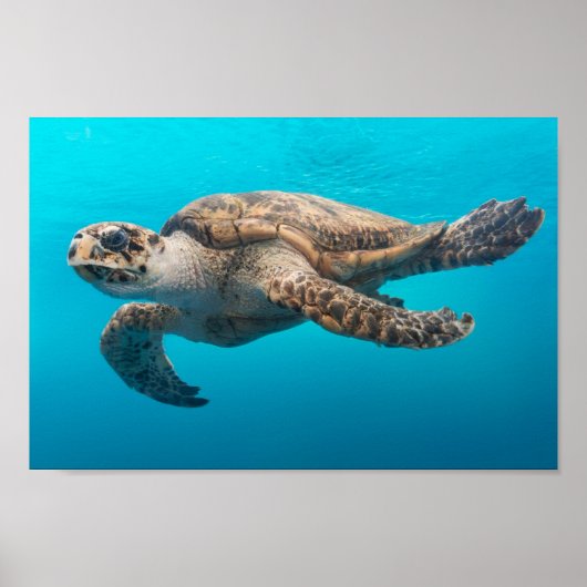 Meeresschildkröten schwimmen poster (Vorne)