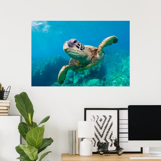 Meeresschildkröten schwimmen über dem Korallenriff Poster (Heimbüro)