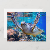Meeresschildkröten schwimmen über dem Korallenriff Postkarte (Vorne/Hinten)