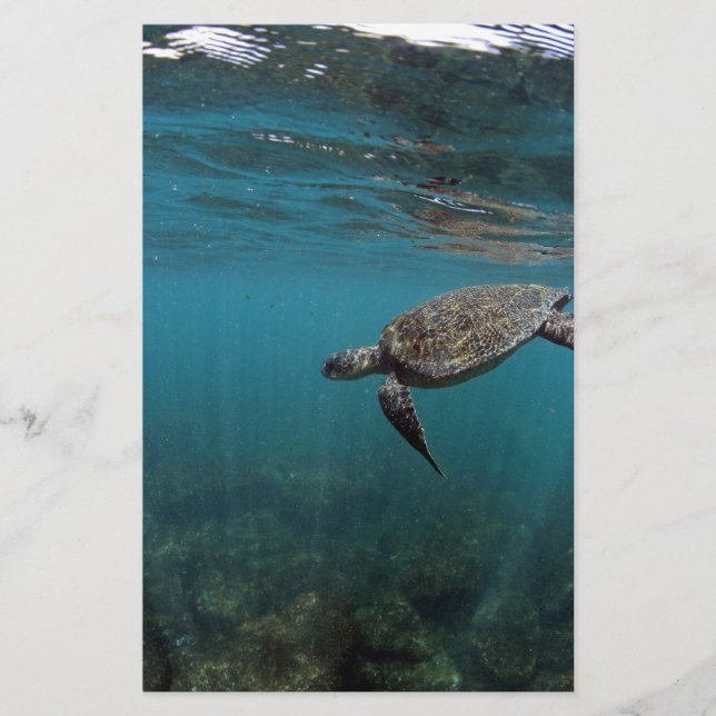 Meeresschildkröten schwimmen unter Wasser Galapago (Vorderseite)