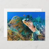 Meeresschildkröten und Pflanze unter Wasser, Fisch Postkarte (Vorne/Hinten)