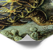 Meeresschildkröten und Tortoises von Ernst Haeckel Poster (Ecke)