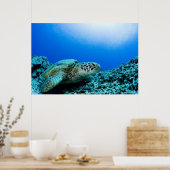 Meeresschildkröten unter Wasser 2 Poster (Küche)