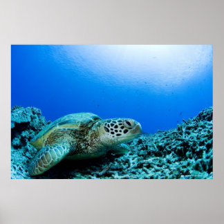 Meeresschildkröten unter Wasser 2 Poster