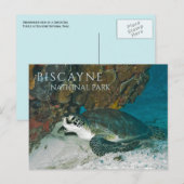 Meeresschildkröten, Unterwasser, Golf von Biskaya, Postkarte (Vorne/Hinten)