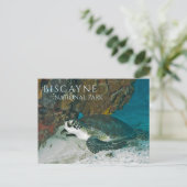 Meeresschildkröten, Unterwasser, Golf von Biskaya, Postkarte (Stehend Vorderseite)