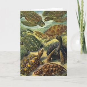 Meeresschildkröten Vintage Landschildkröte von Ern Karte