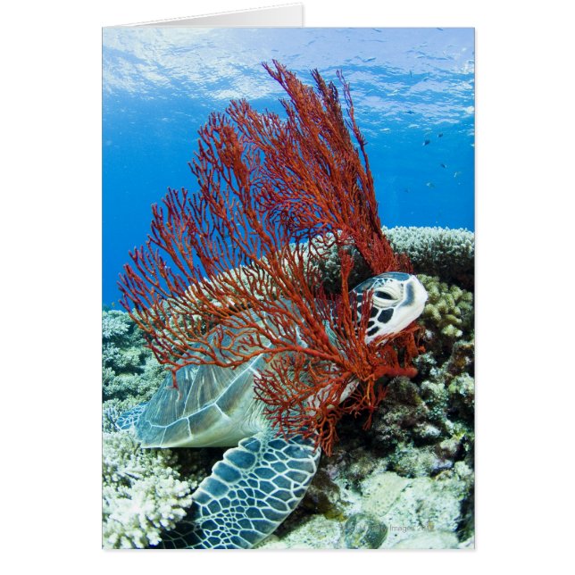 Meeresschildkrötenrutsche (Vorne)