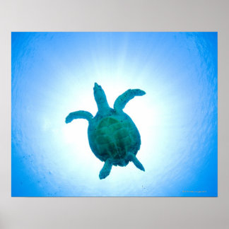 Meeresschildkrötenschwimmen unter Wasser Poster