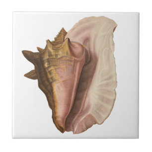 Meeresschnecke Königin Tritonschnecke Vintage Meer Fliese
