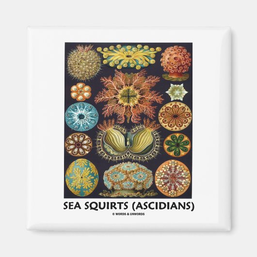 Meeresschnecken (Ascidiane - Naturkunst) Magnet (Vorne)