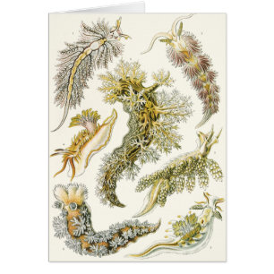 Meeresschnecken, Schnecken von Ernst Haeckel, Vint
