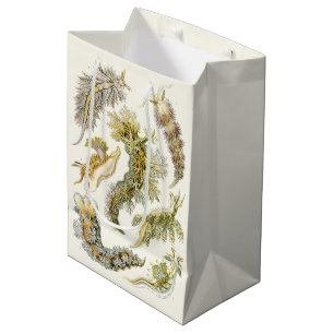 Meeresschnecken, Schnecken von Ernst Haeckel, Vint Mittlere Geschenktüte