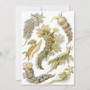 Meeresschnecken von Ernst Haeckel, Vintage Nudibra Einladung